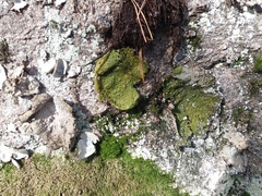 Umbilicaria deusta