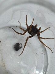 Pardosa alacris