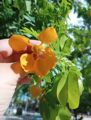 Gonopterodendron arboreum