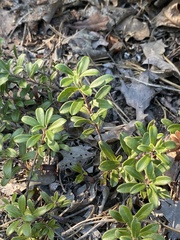 Arctostaphylos uva-ursi