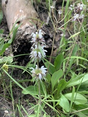 Monarda citriodora austromontana