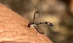 Victoriana attenuata