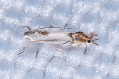 Phyllocnistis vitifoliella