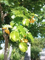 Gonopterodendron arboreum
