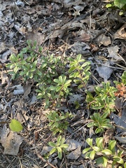 Arctostaphylos uva-ursi