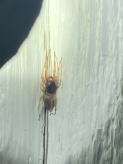 Trachelidae