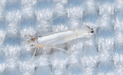 Phyllocnistis vitifoliella