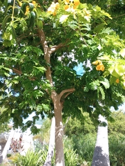 Gonopterodendron arboreum