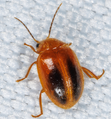 Prionocyphon limbatus