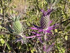 Eryngium leavenworthii