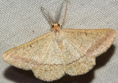 Isturgia catalaunaria