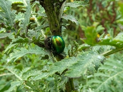 Chrysolina graminis