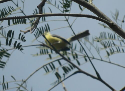 Creamy-bellied Gnatcatcher (Polioptila lactea), photo 8