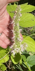 Agastache scrophulariifolia