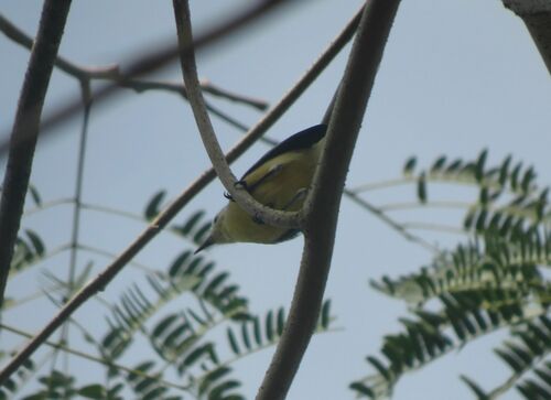 Creamy-bellied Gnatcatcher (Polioptila lactea), photo 7