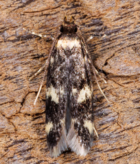 Oegoconia deauratella