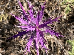 Eryngium leavenworthii