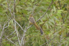 Icterus