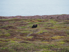 Pyrrhocorax pyrrhocorax