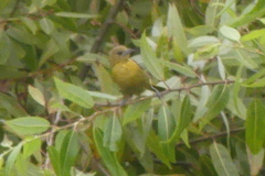 Icterus