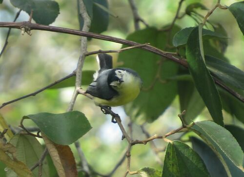 Creamy-bellied Gnatcatcher (Polioptila lactea), photo 2