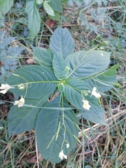 Impatiens parviflora