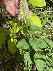 Agastache scrophulariifolia