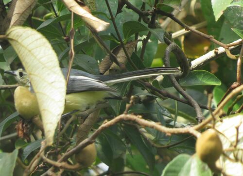 Creamy-bellied Gnatcatcher (Polioptila lactea), photo 9