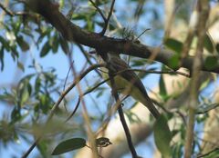 Myiarchus ferox