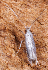 Gracillariidae