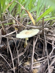 Leucocoprinus fragilissimus
