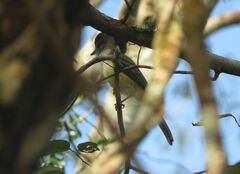 Myiarchus ferox
