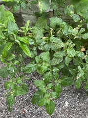 Solanum nigrum