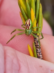 Diaea