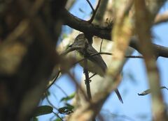 Myiarchus ferox