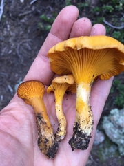 Cantharellus roseocanus
