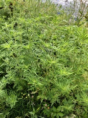 Ambrosia
