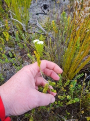 Lachnaea densiflora