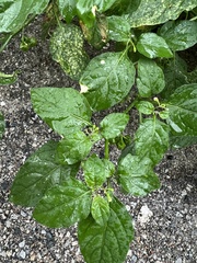 Solanum nigrum