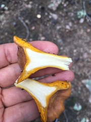 Cantharellus roseocanus