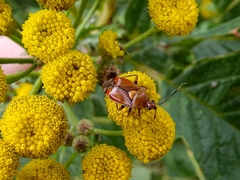 Deraeocoris ruber