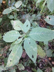Impatiens parviflora