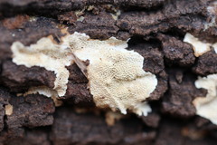 Oxychaete cervinogilva