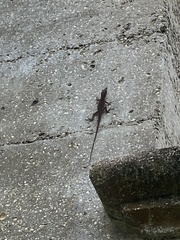 Anolis carolinensis