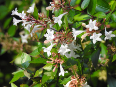 Abelia