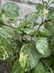 Solanum nigrum