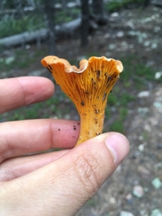 Cantharellus roseocanus