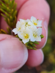 Lachnaea densiflora
