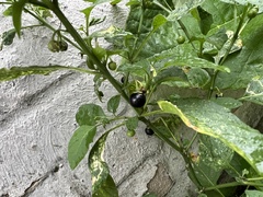 Solanum nigrum