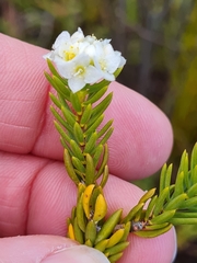 Lachnaea densiflora